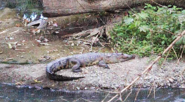 Aparecen más lagartos en el arroyo Cocineros Aparecen más lagartos en el arroyo Cocineros