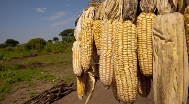 Baja el precio del maíz Baja el precio del maíz