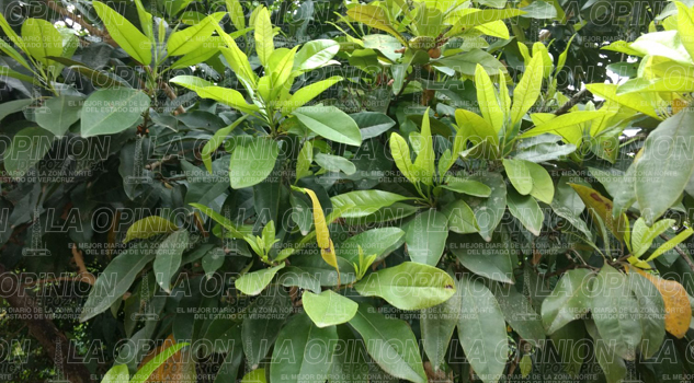 Baja producción de pimienta Baja producción de pimienta