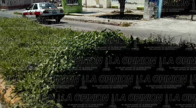 Detectan casos de dengue Detectan casos de dengue en Papantla