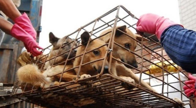 Festival de lichi y carne de perro en China Festival de lichi y carne de perro en China