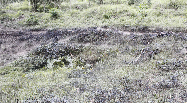 Fuga de crudo directo al río Tecolutla Fuga de crudo directo al río Tecolutla