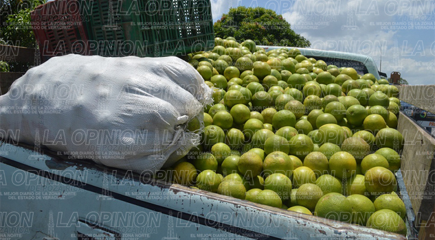 Hasta 5 mil pesos la tonelada de naranja Hasta 5 mil pesos la tonelada de naranja
