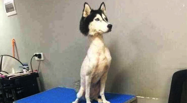 Indignación en internet por husky siberiano rapado Indignación en internet por husky siberiano rapado