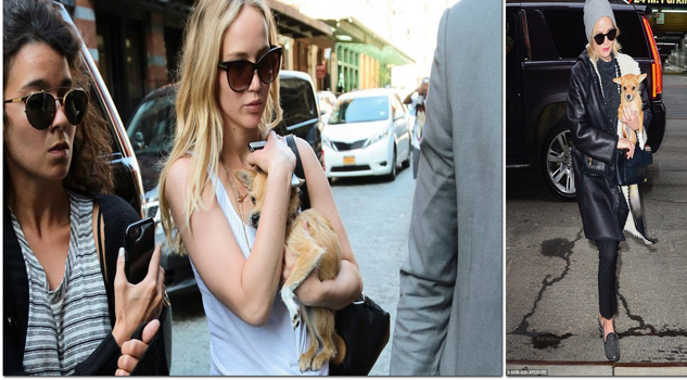 ¡QUÉ GROSERA! JENNIFER LAWRENCE JENNIFER LAWRENCE
