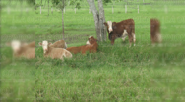Lluvias dejan mejoría en pastos Lluvias dejan mejoría en pastos