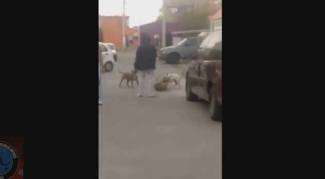 #LordMataPerros usa a sus pitbull para atacar en Ecatepec #LordMataPerros usa a sus pitbull para atacar en Ecatepec