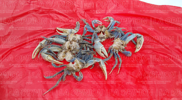 Matan al cangrejo azul en manglares Matan al cangrejo azul en Cazones