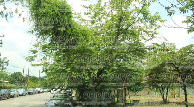 Plantas parásitas amenazan a la flora Plantas parásitas amenaza a la flora