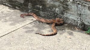 Encuentran víbora en el parque Juárez Poza Rica Encuentran Vívora Parque Juárez