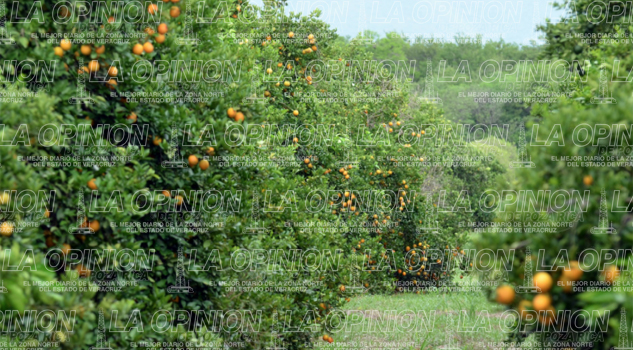 Preocupa posible presencia de HLB Preocupa posible presencia de HLB