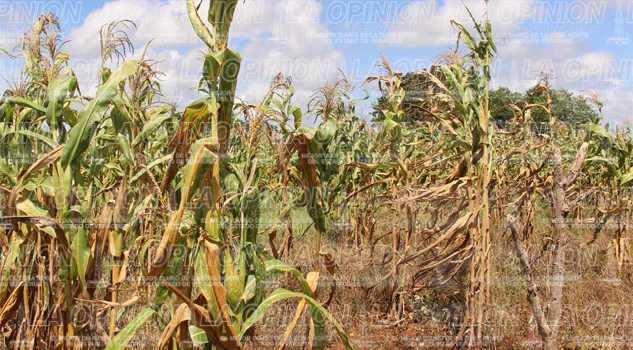 Productores esperan apoyo Productores esperan apoyo