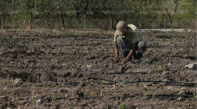 Productores sin sembrar maíz Productores sin sembrar maíz
