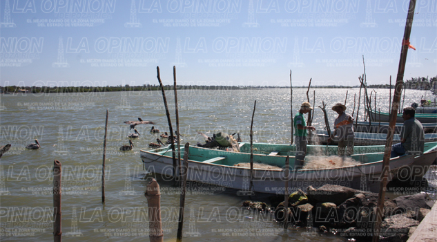 Regresarán a pesca de robalo Regresarán a pesca de robalo