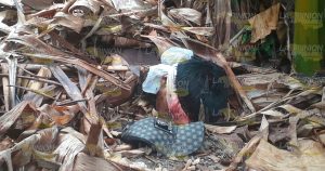 Hallan a joven ejecutado a orillas del río Cazones a la altura de Zacate Colorado. El occiso tenía los ojos vendados y fue tapado con hojas de plátano. Son evidentes los golpes y su rostro está cubierto de sangre.