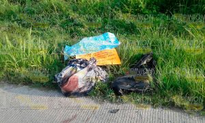 Tiran cuerpo mutilado en libramiento de Tuxpan