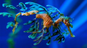 Los 10 animales marinos más raros del mundo
