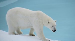 Los 10 animales en peligro de extinción