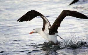 Los 10 animales en peligro de extinción
