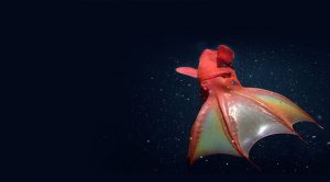 Los 10 animales marinos más raros del mundo