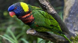 Las 10 aves más bellas del Mundo