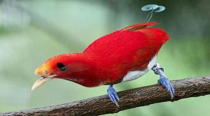 Las 10 aves más bellas del Mundo