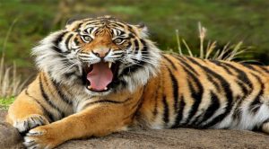 Los 10 animales en peligro de extinción