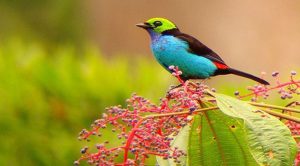 Las 10 aves más bellas del Mundo