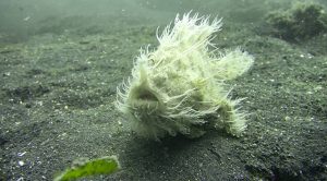 Los 10 animales marinos más raros del mundo