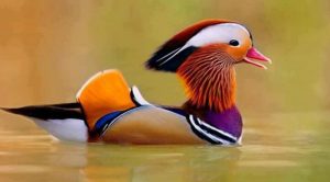 Las 10 aves más bellas del Mundo