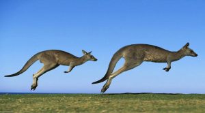 Los 10 animales en peligro de extinción