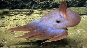 Los 10 animales marinos más raros del mundo
