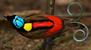 Las 10 aves más bellas del Mundo