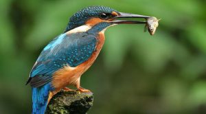 Las 10 aves más bellas del Mundo