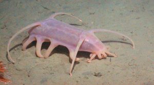 Los 10 animales marinos más raros del mundo