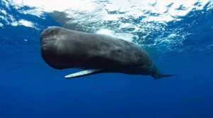 Los 10 animales en peligro de extinción