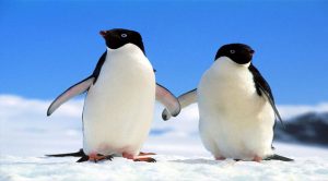 Los 10 animales en peligro de extinción