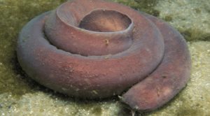Los 10 animales marinos más raros del mundo
