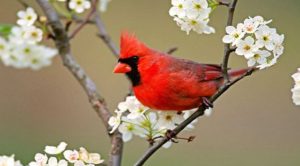 Las 10 aves más bellas del Mundo