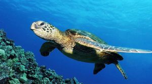 Los 10 animales en peligro de extinción