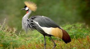 Las 10 aves más bellas del Mundo
