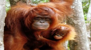 Los 10 animales en peligro de extinción