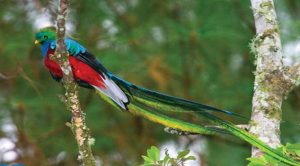 Las 10 aves más bellas del Mundo