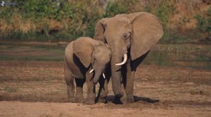Los 10 animales en peligro de extinción