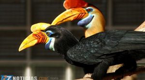 Las 10 aves más bellas del Mundo