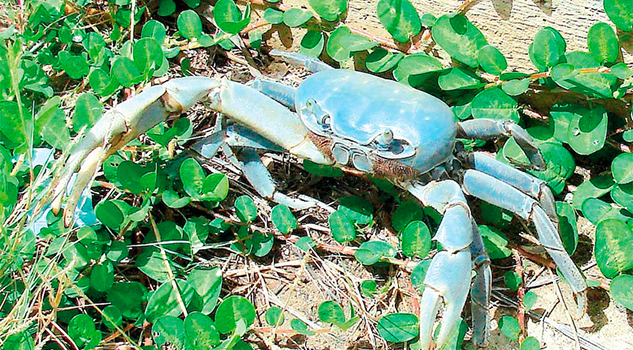 Anuncian campaña de protección a cangrejo azul Anuncian campaña de protección a cangrejo azul