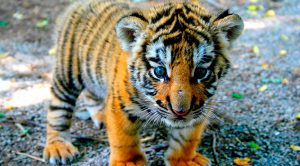 Hoy es el Día Internacional del Tigre Día Internacional del Tigre