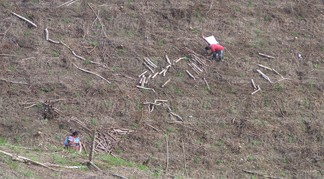 Destruyen bosques Destruyen bosques