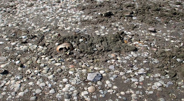 Descubren más entierros prehispanicos con doble inhumación en playas de BCS La playa El Conchalito
