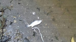 Por dañar laguna, 9 años de cárcel